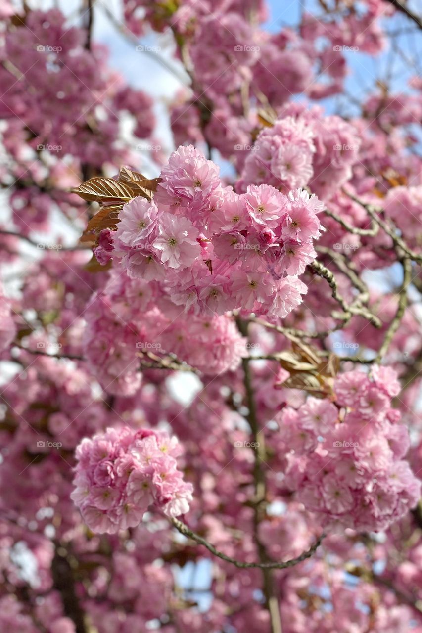 Cherry tree in blossom with lots of beautiful pink flowers at spring 