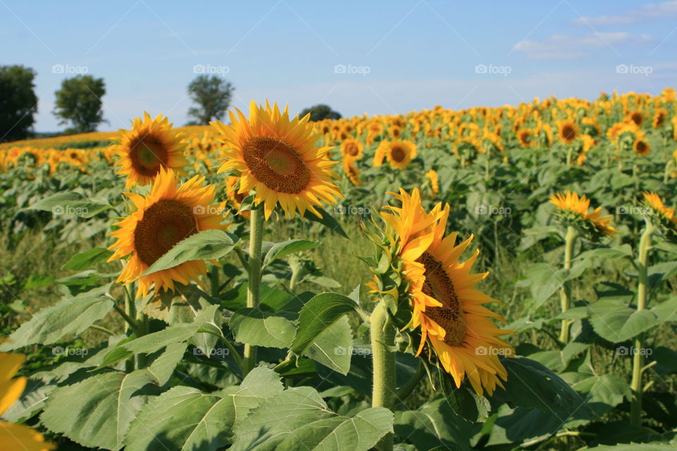 Blooming sunflower field