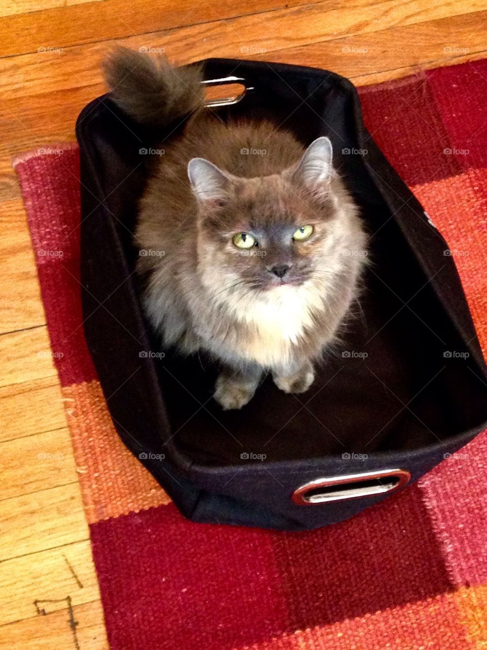 Lola in a basket. Kitty