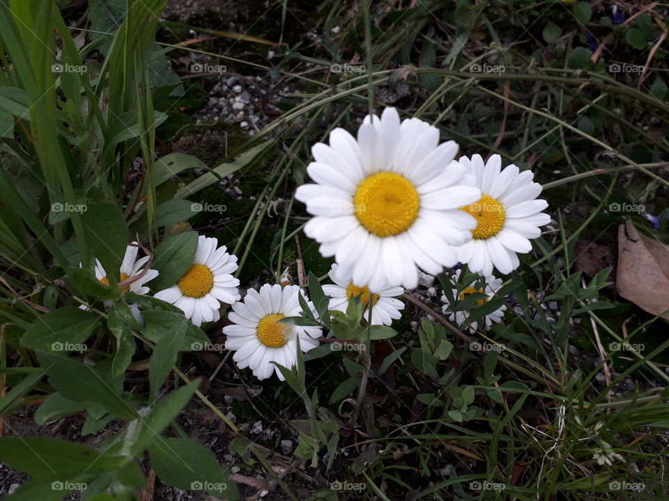 daisies