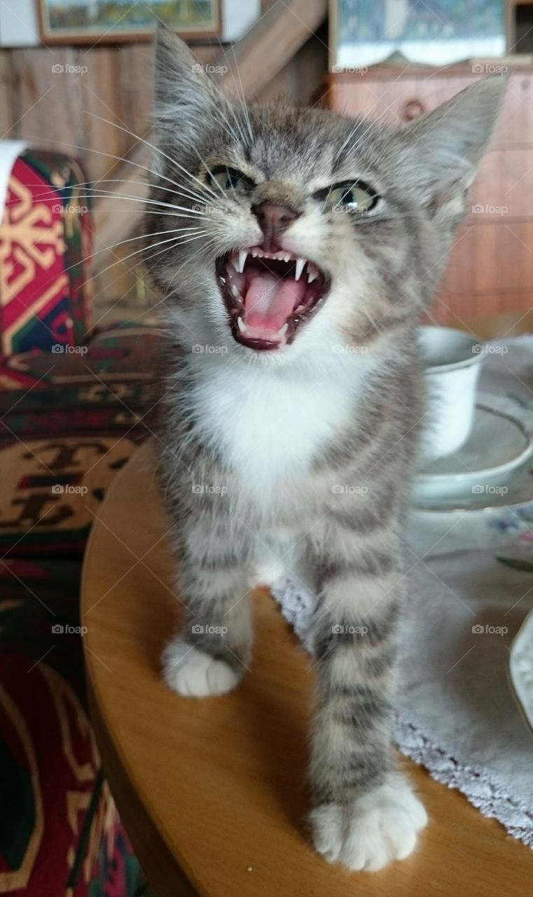 meowing kitten