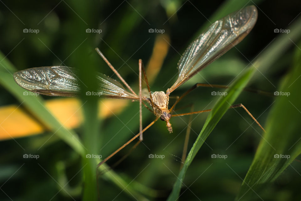 Insect wings