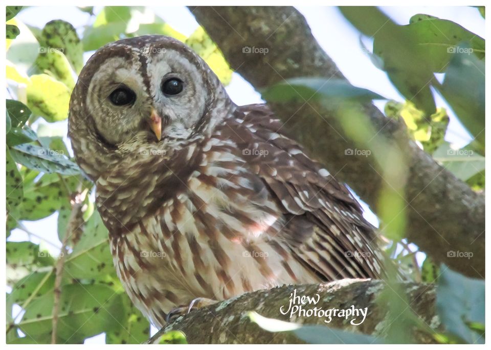 Barred Owl