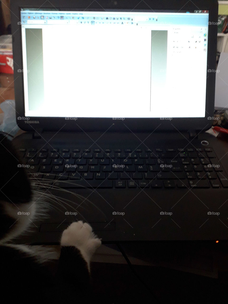 Cat in computer