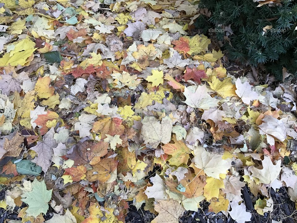Pretty Fall leaves 🍁