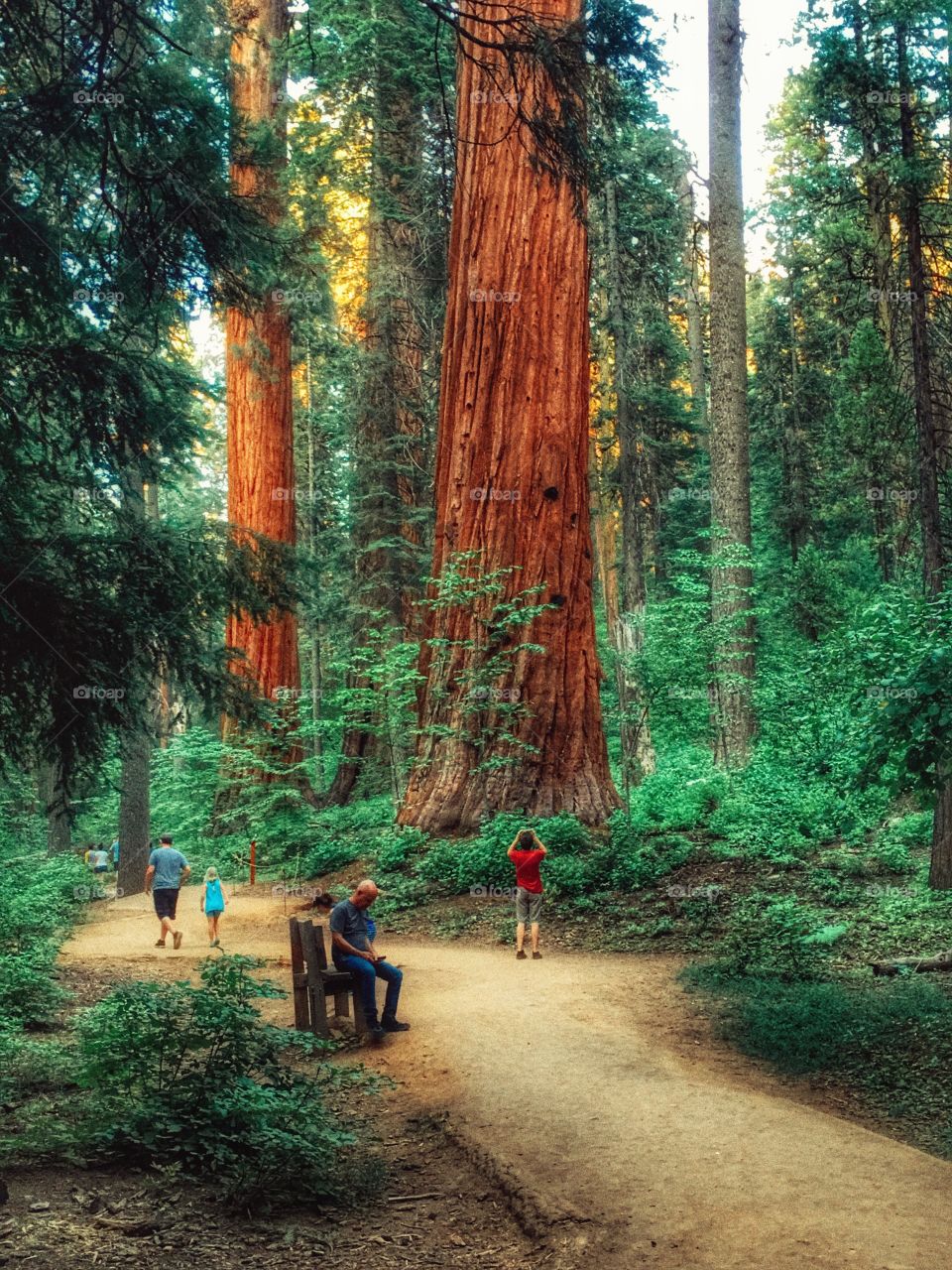 California redwood forest is spectacular!! 