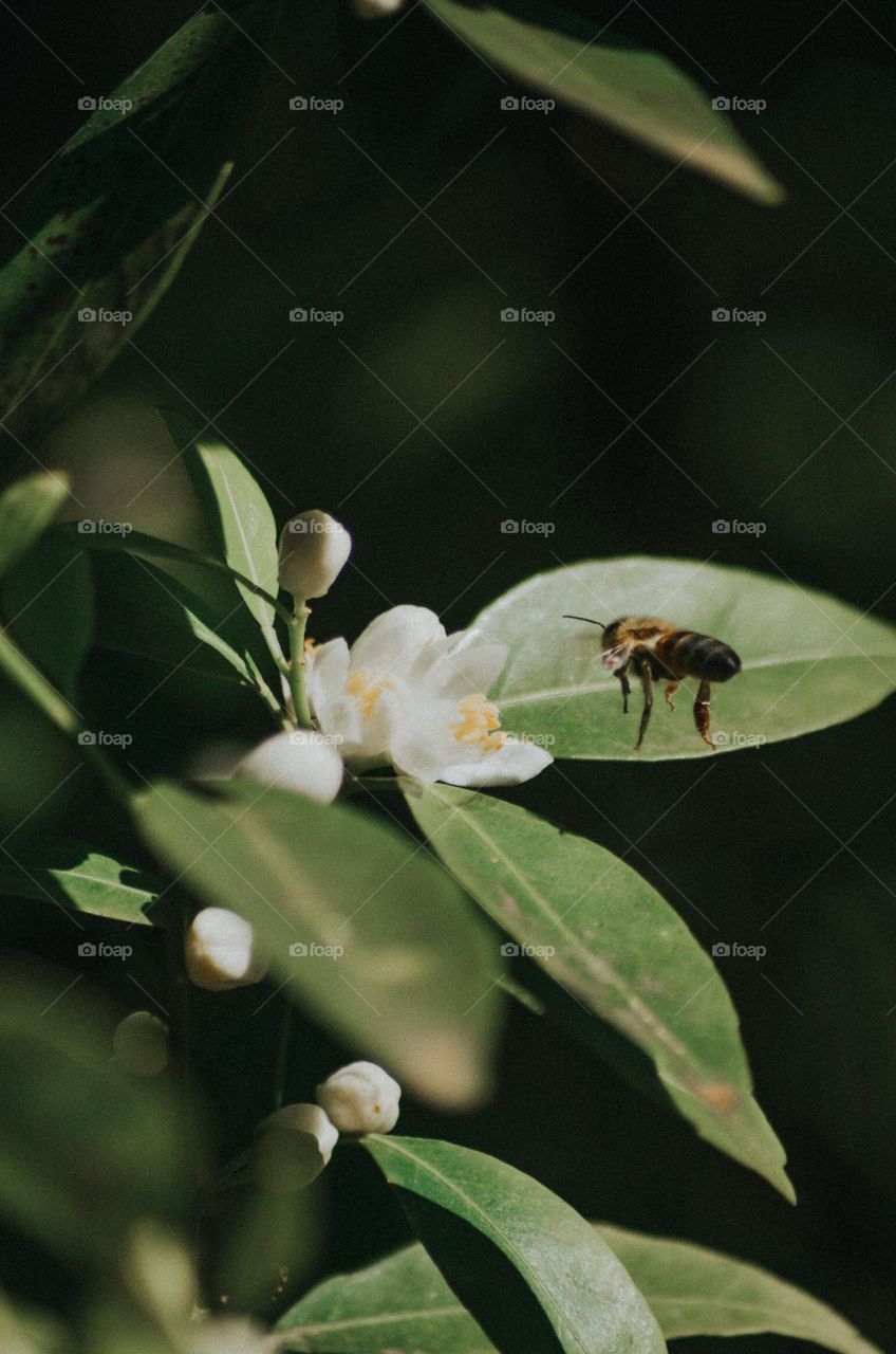 Bee