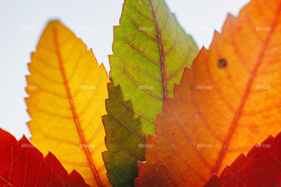 Autumn leaves 