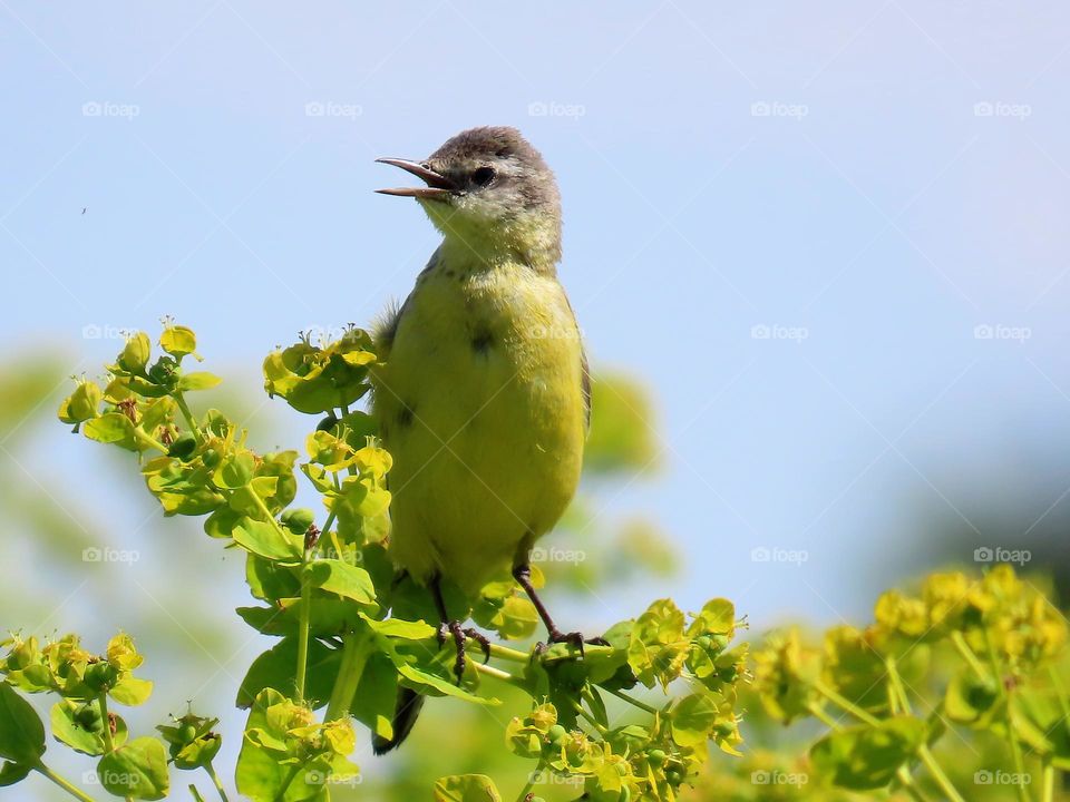 Singing bird on a summer meadow