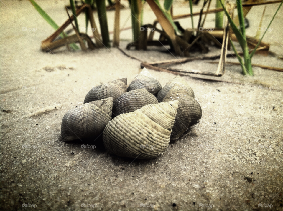 beach sand snail shells by ohmygoditsxavier