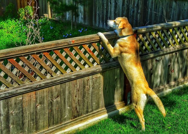 Guard dog