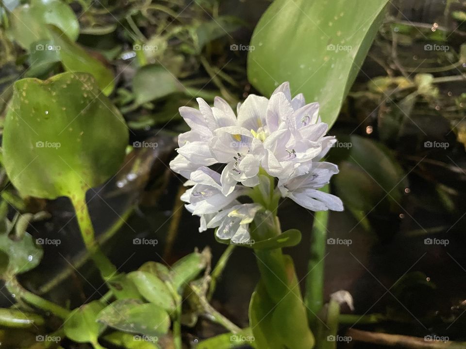 Water hyacinth 