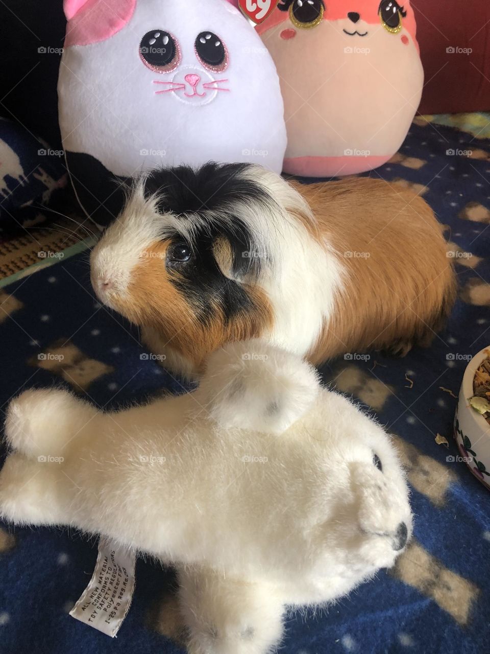 Playful Guinea pig Jonathan 