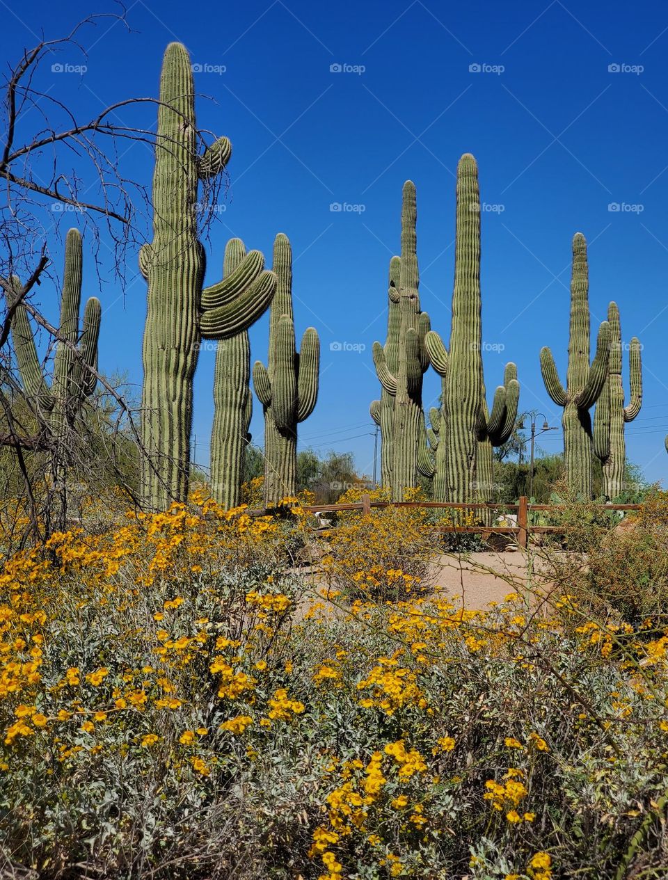 Saguaro Cactus and Spring Flowers