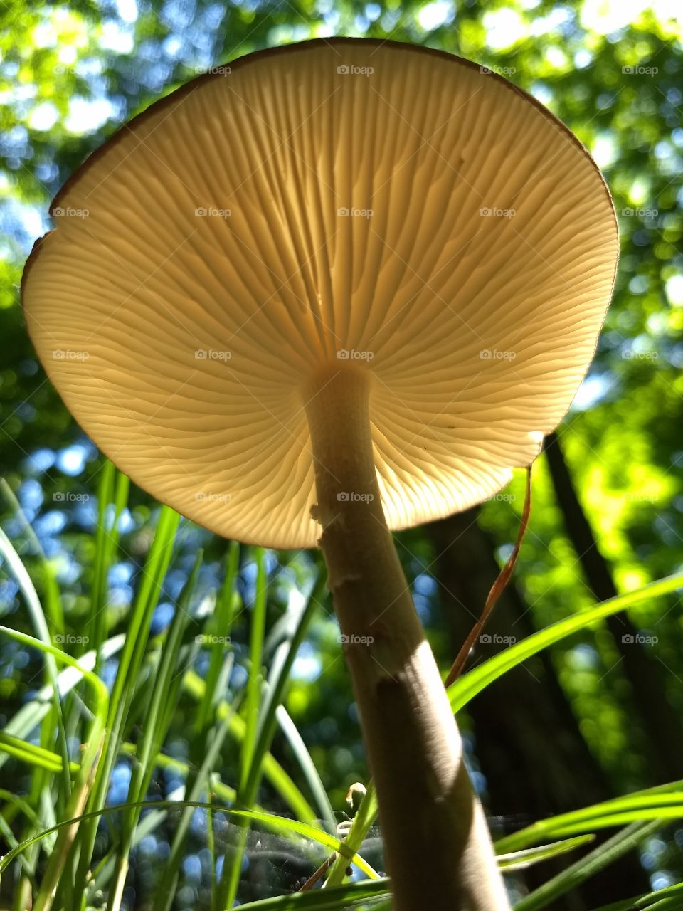 from under a mushroom