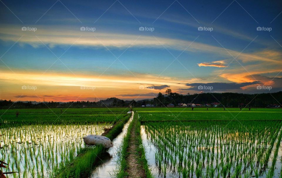 enjoy the beauty of the afternoon in the rice fields