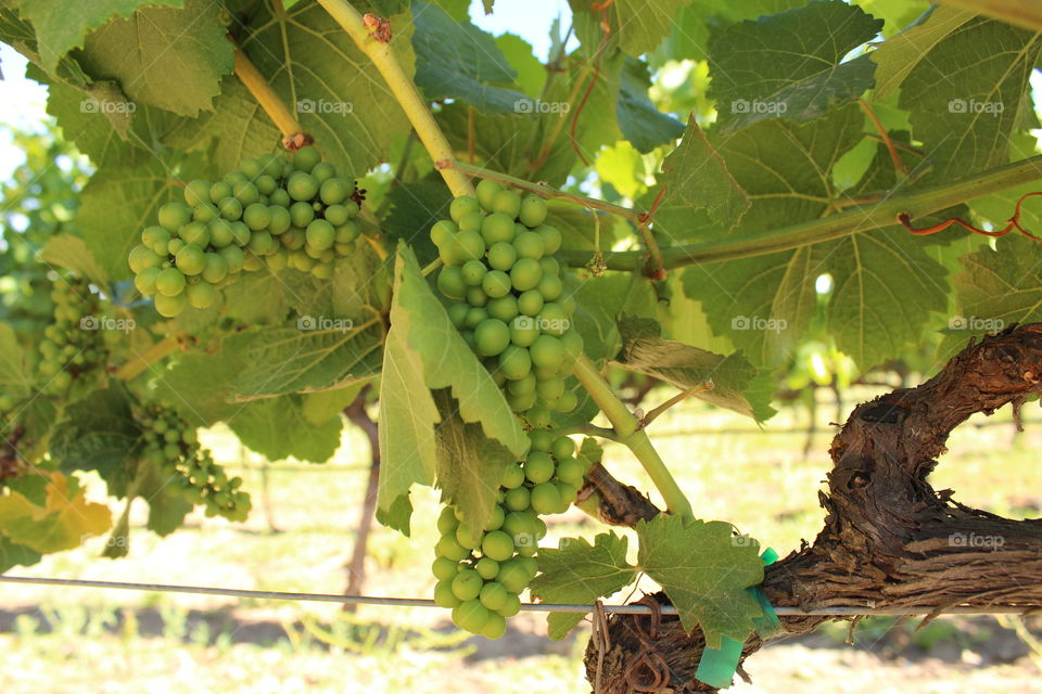 Vineyard grapes