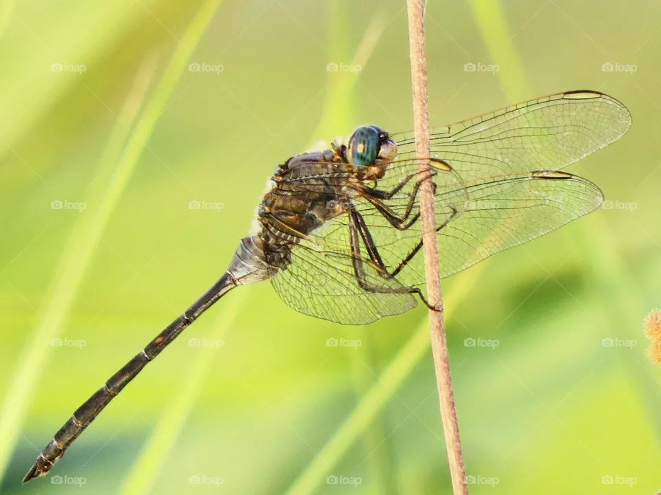 Macro