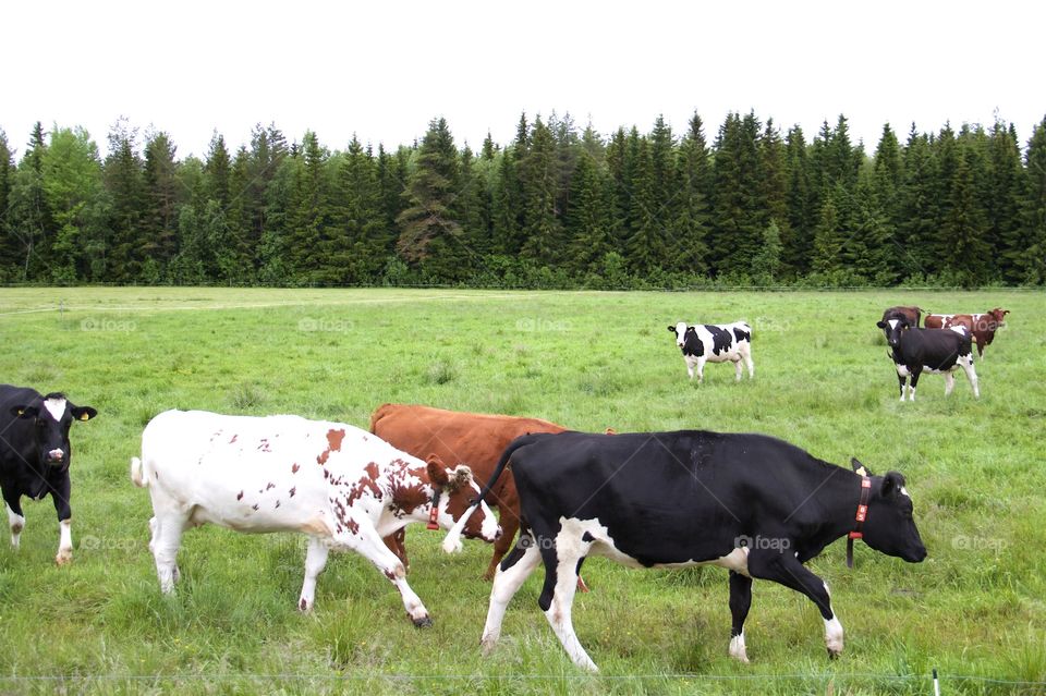 cows on pasture 