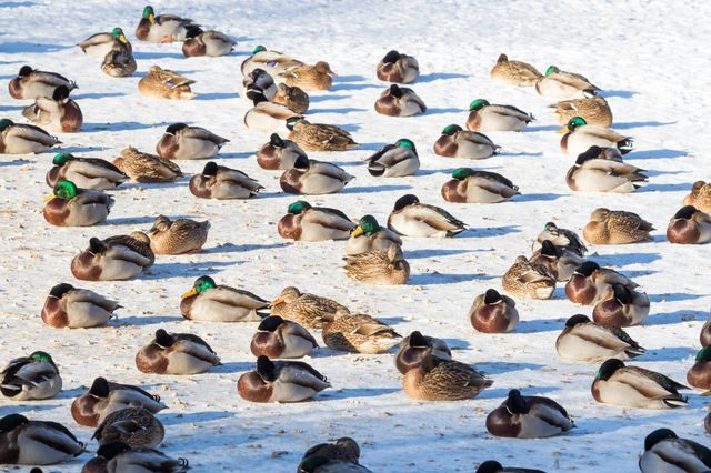 A flock of mallard duck birds resting in the sun on snow covered frozen lake on a cold winter day 