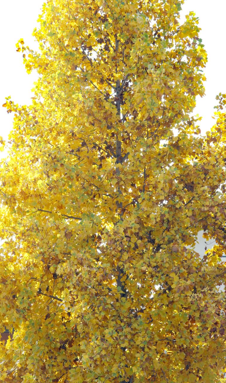 yellow fall leaves