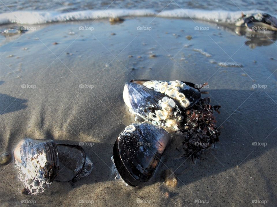 sea mussel shell