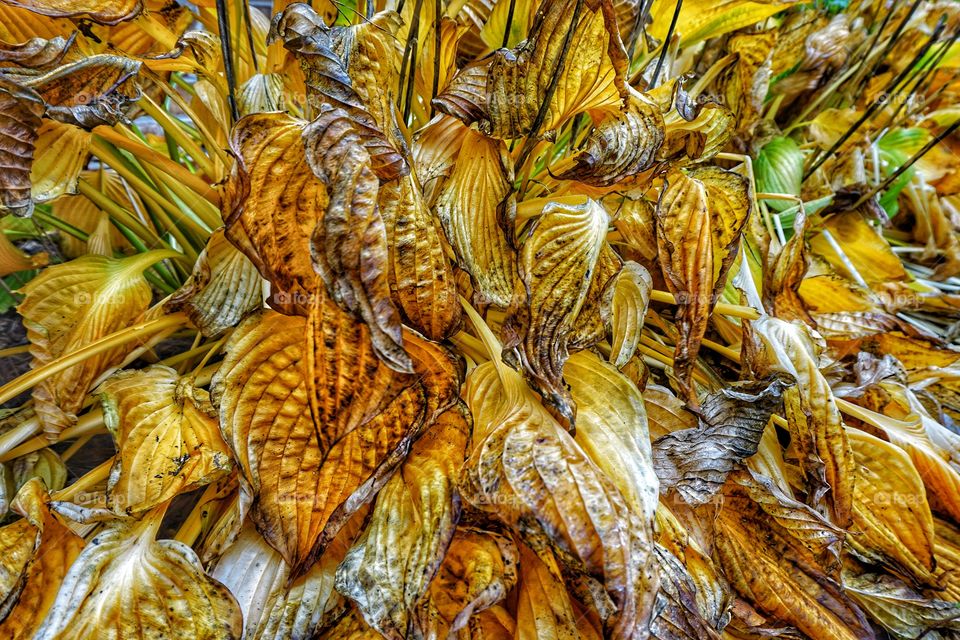 Yellowing Hostas