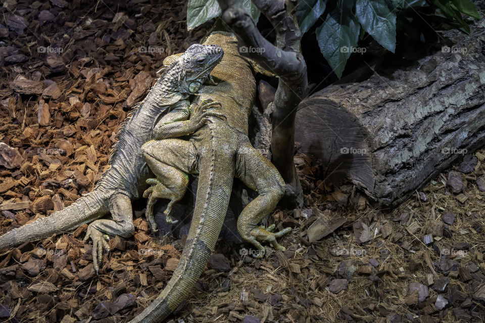 Two iguanas in a terrarium close-up