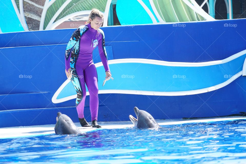 Dolphins In Captivity