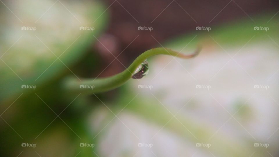 Close-up of a water drop on plant