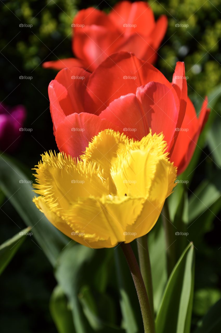 Tulips