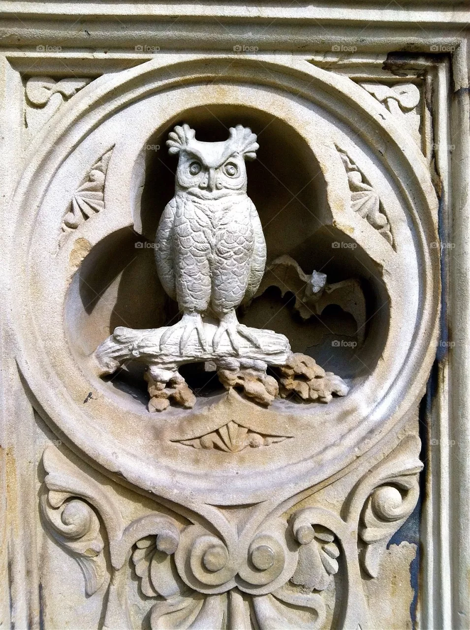 Owl