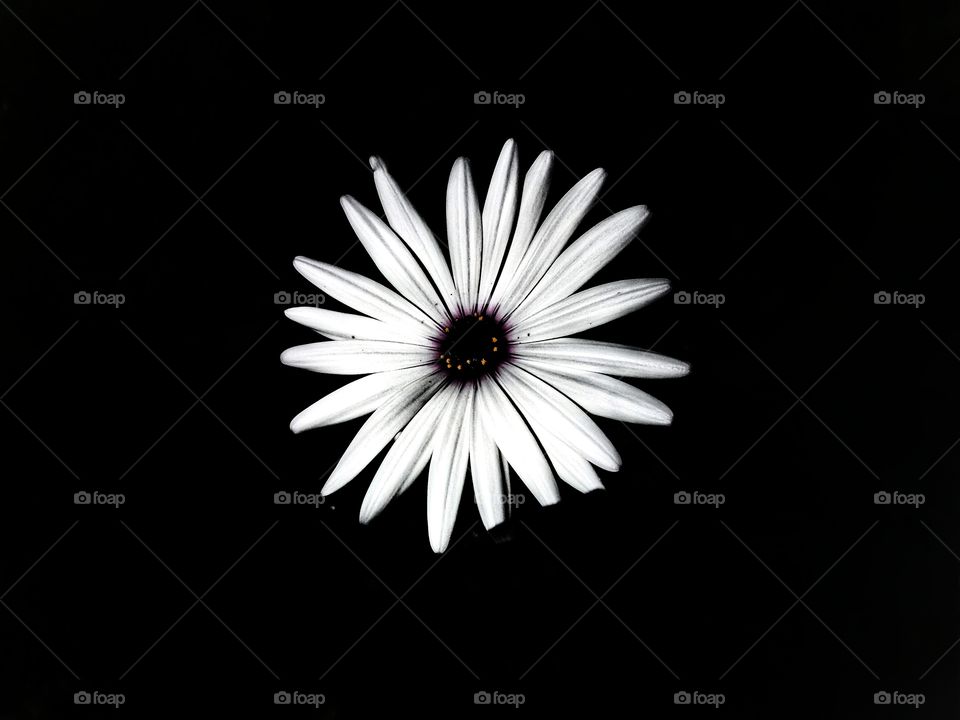 Black and white flower