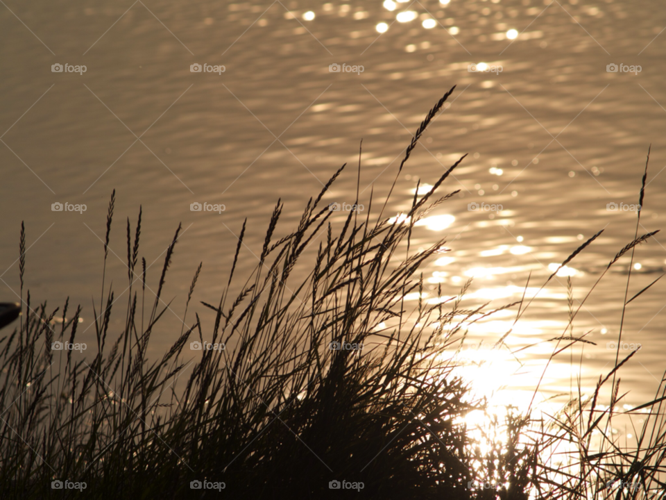 sverige sommar vatten vass by kalubro