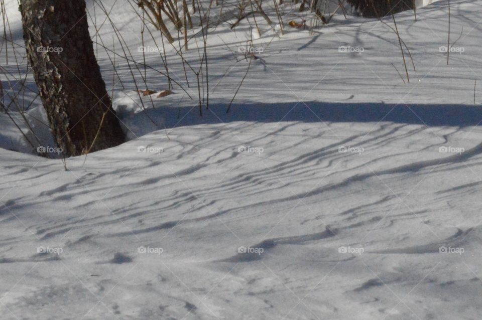 Shadows on First Snow