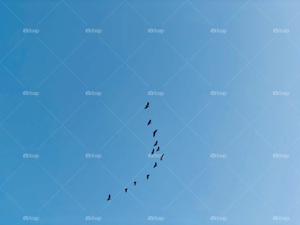 Group of flying birds 