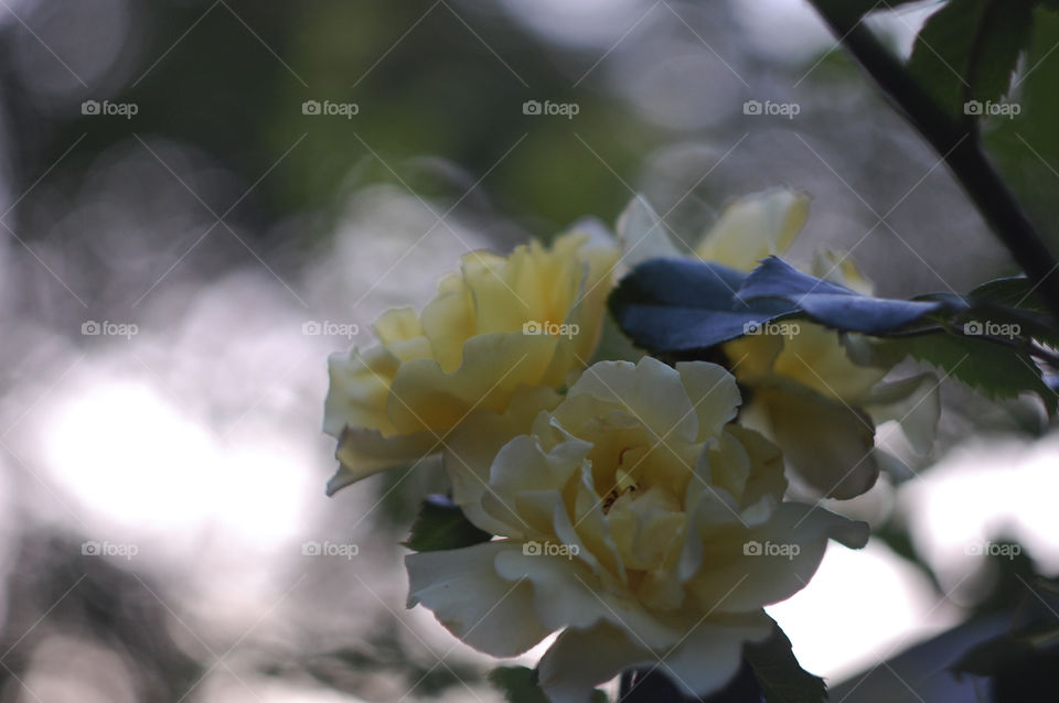 beautiful flowers grow in the summer garden