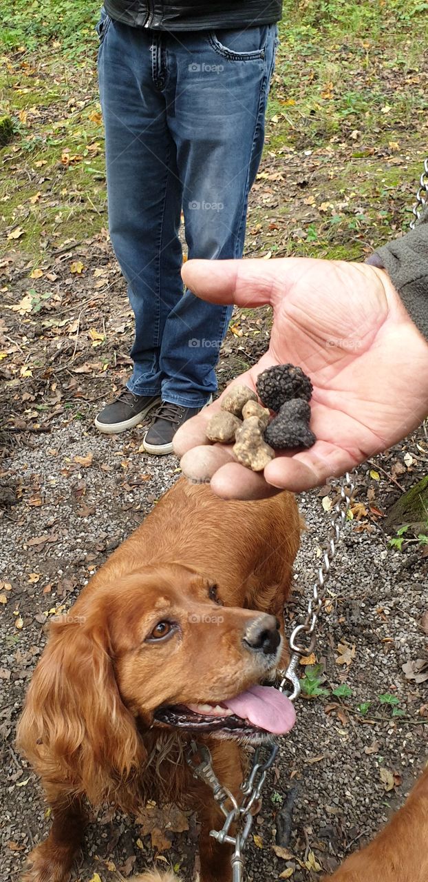 truffle hunting