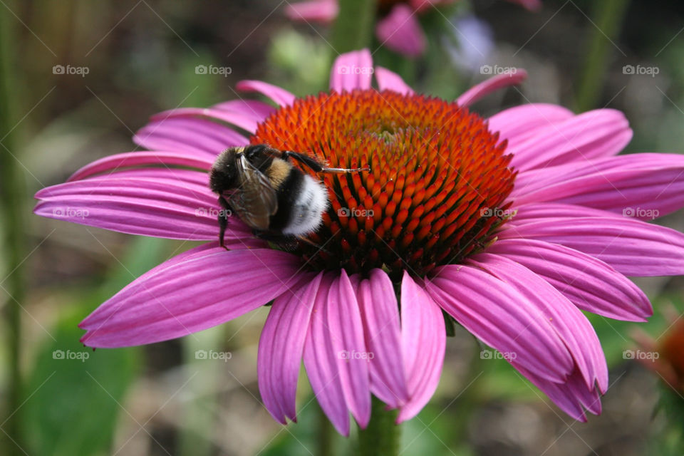 flower blossom petal bumblebee by karina07