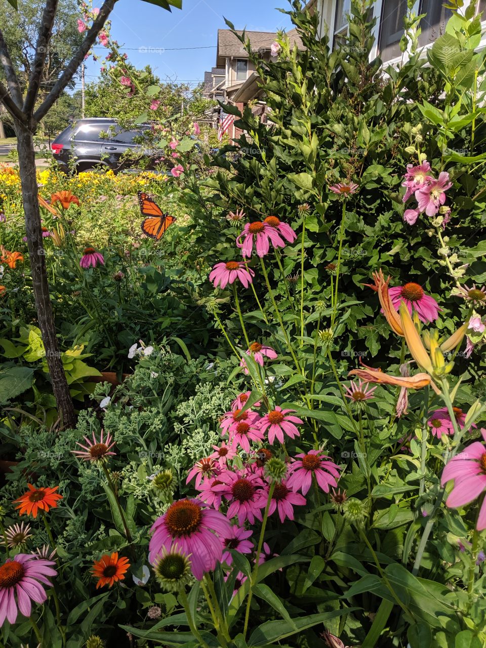 Monarch butterfly final approach.