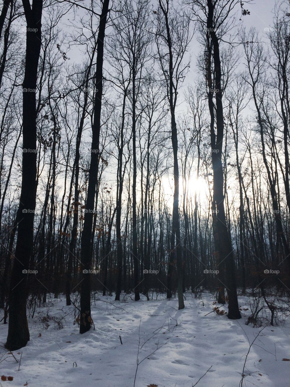 Winter in the woods