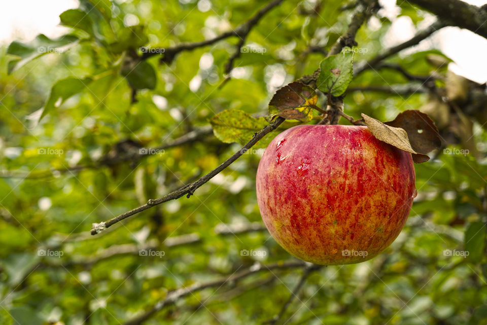 fresh and juicy apple on the tree