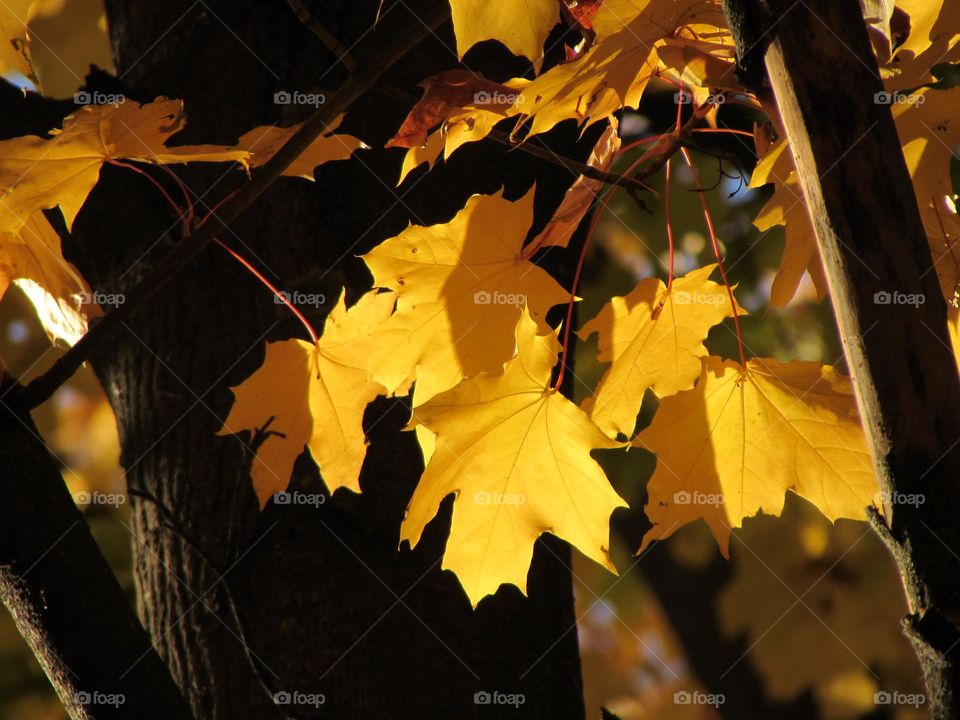 Yellow maple leaves in the sunshine