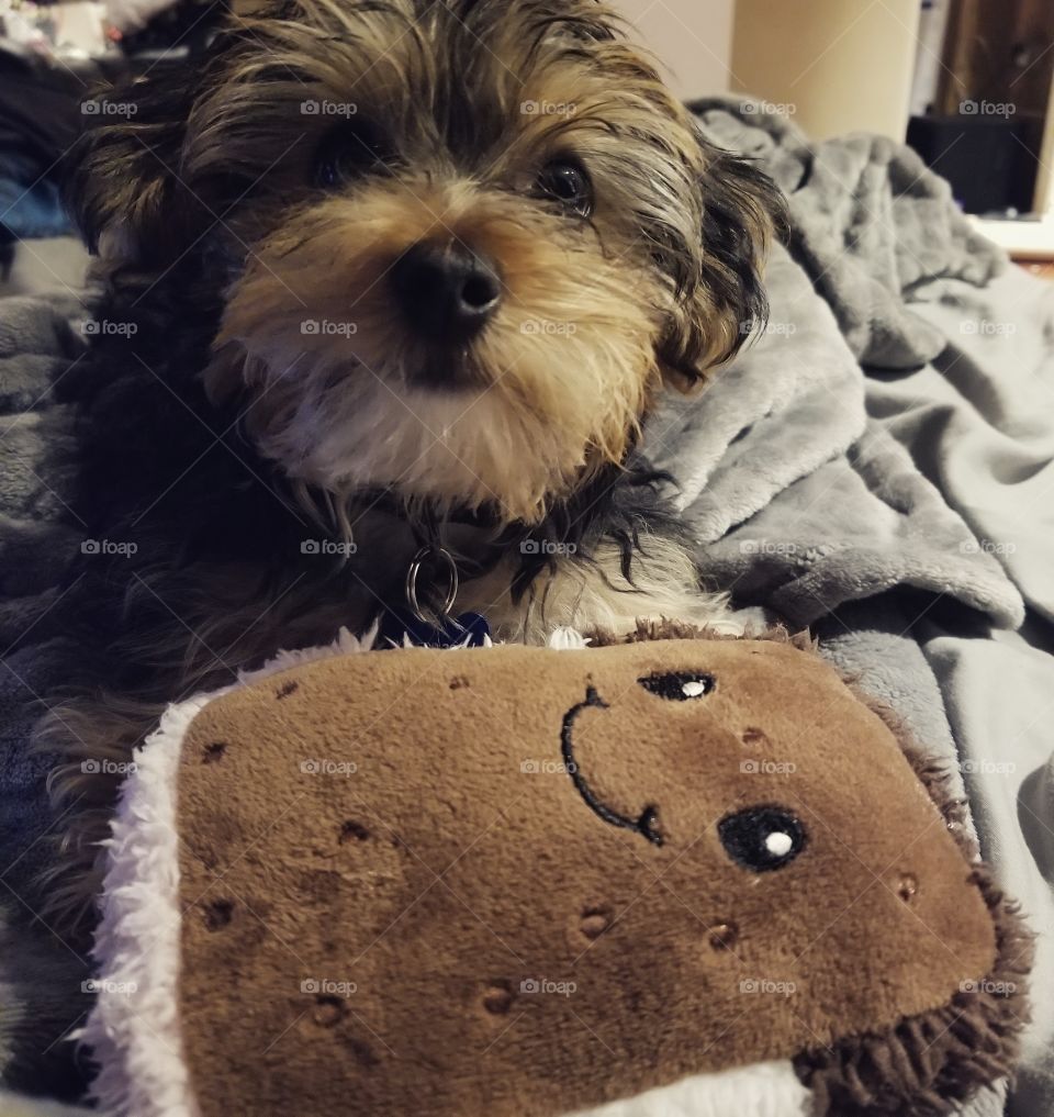Teddy bear or puppy ?