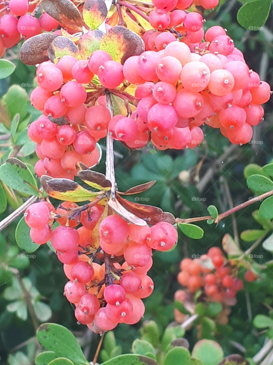 Nature, Fruit, Shrub, Leaf, Berry