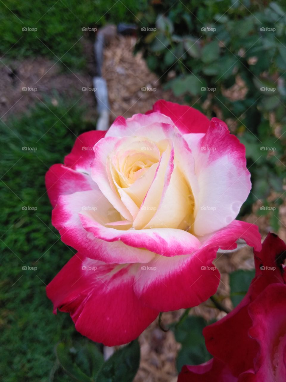 Double delight rose blooming