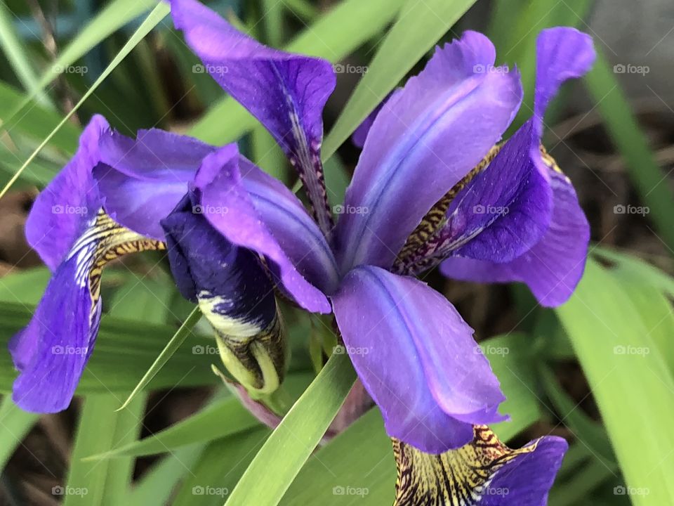 Early mini purple irises in bloom against green leaves