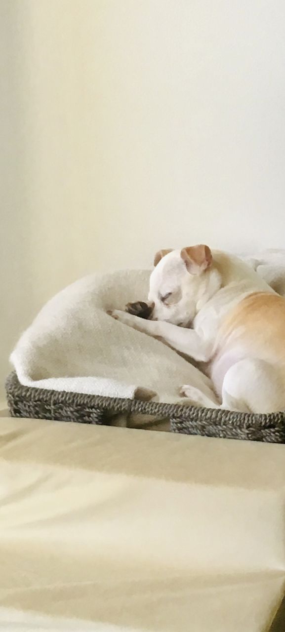 Sleeping anywhere, anytime even in a basket why not!