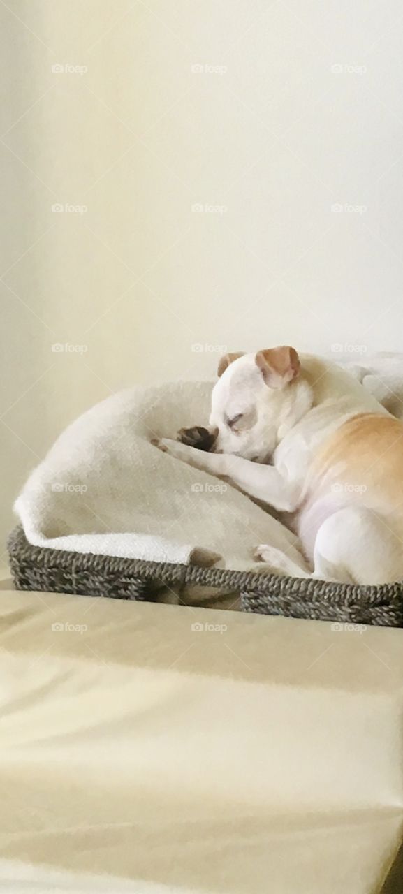 Sleeping anywhere, anytime even in a basket why not!