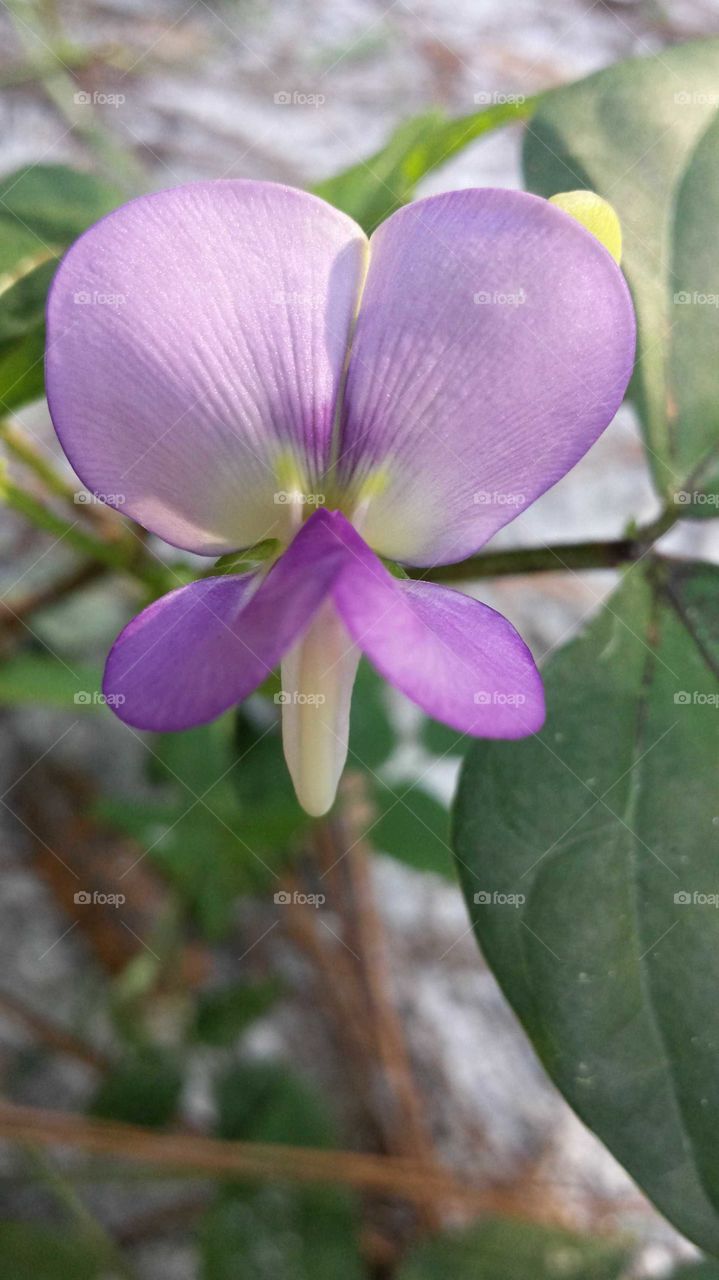 Clay Pea Flower